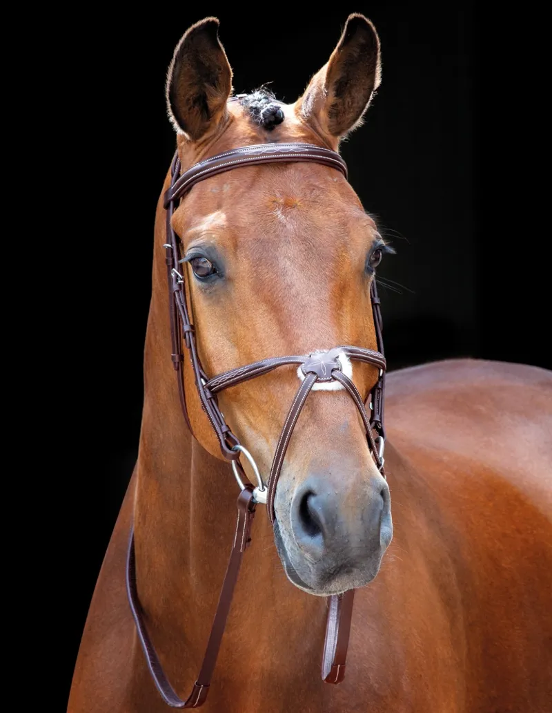 Shires Salisbury Brackley Bridle Australian Nut